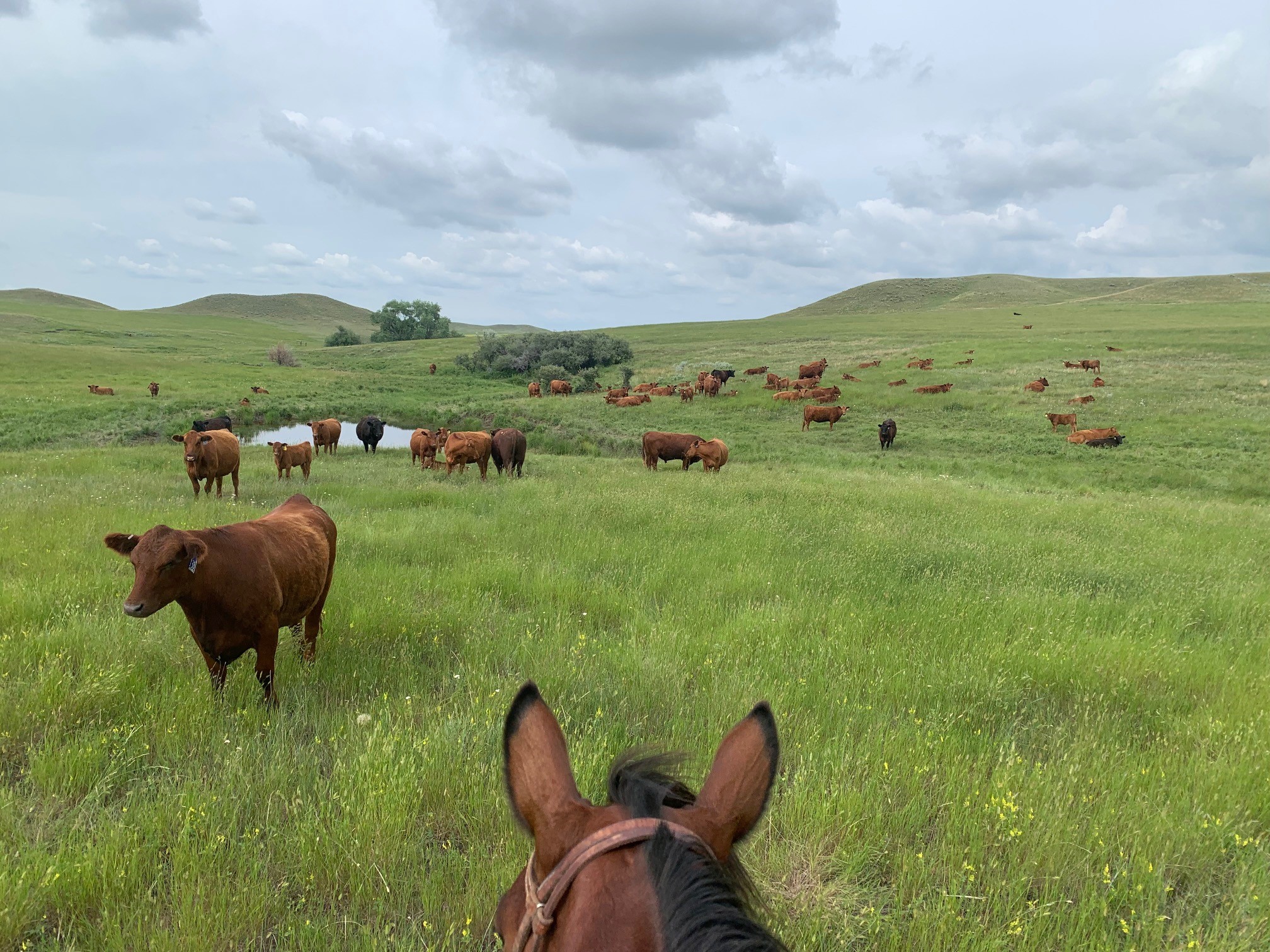 Redwater Valley Bank